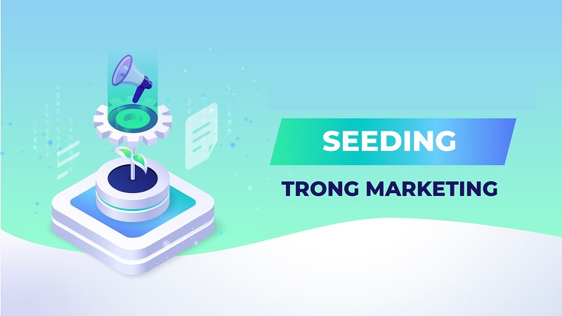 Seeding là gì? Tìm hiểu các giai đoạn triển khai Seeding